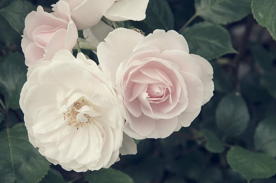 The Language of Sympathy Flowers: Expressing Love and Condolences When Words Fail