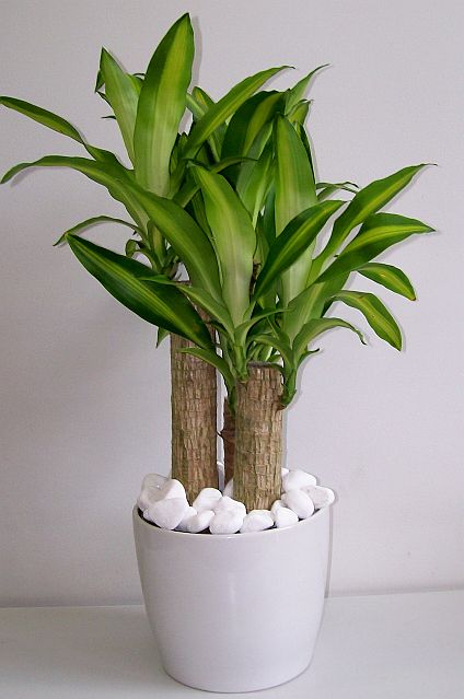 chinese money tree name Chinese Money Tree – Sweetheart Florist