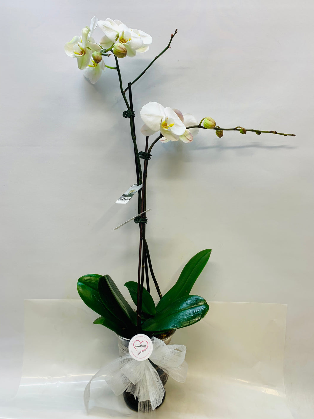 Double Orchid Plant