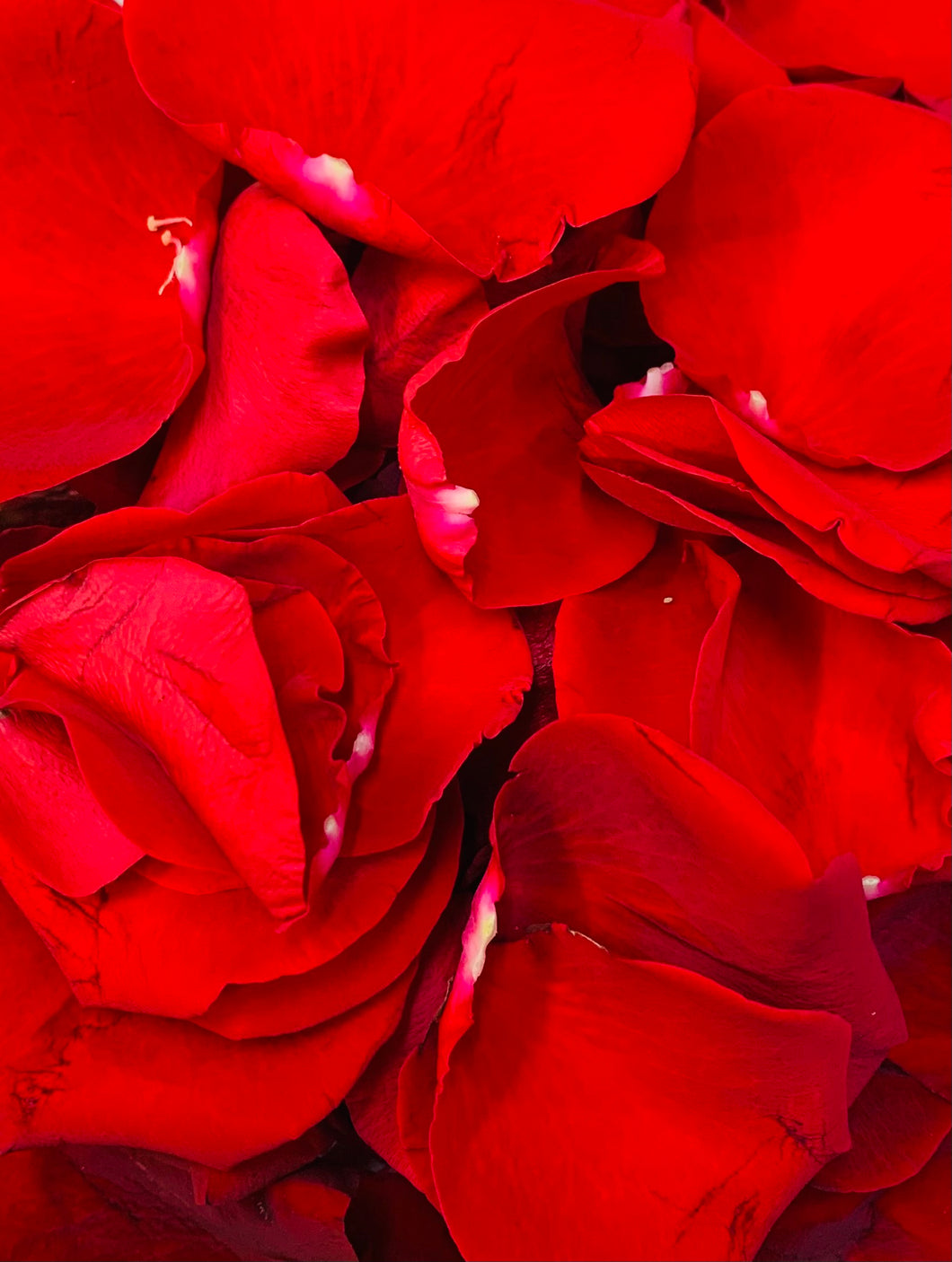 Red Rose Petals Box