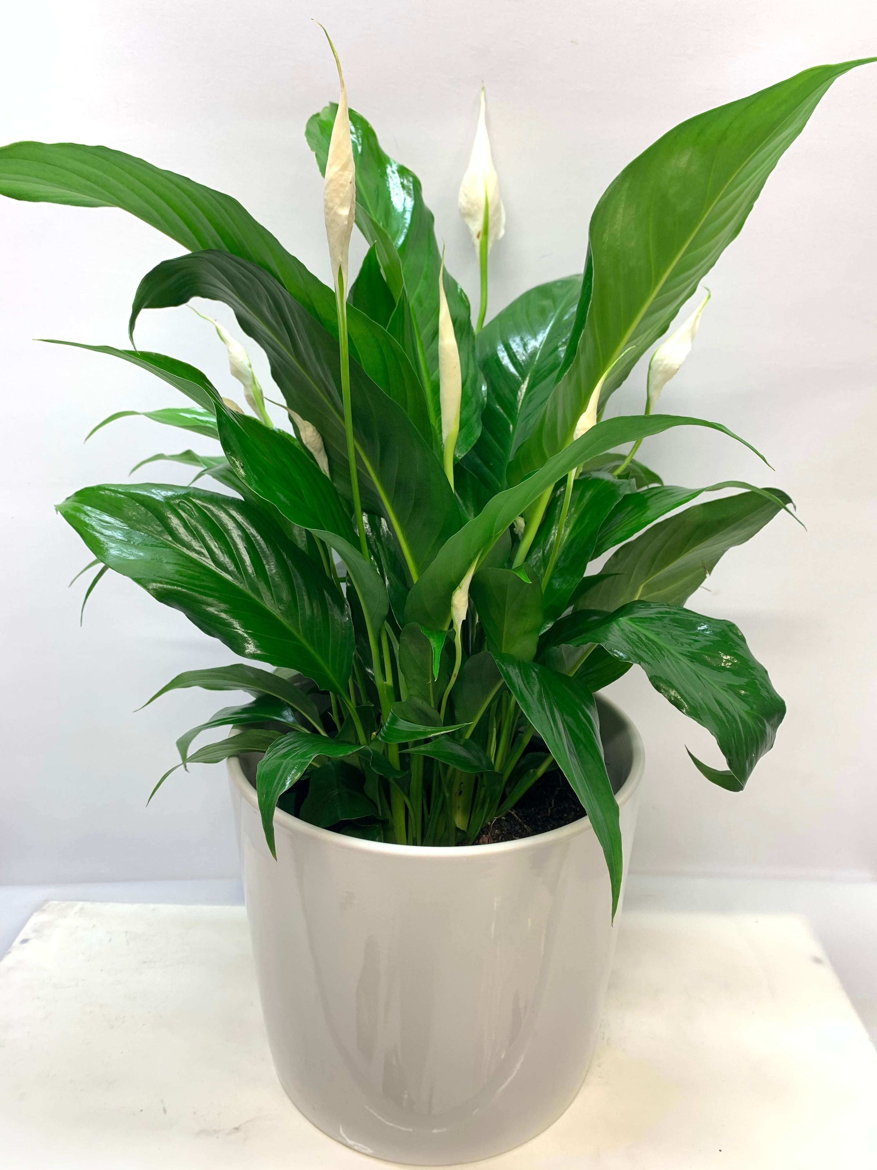 peace lily torelli Peace Lily – Sweetheart Florist