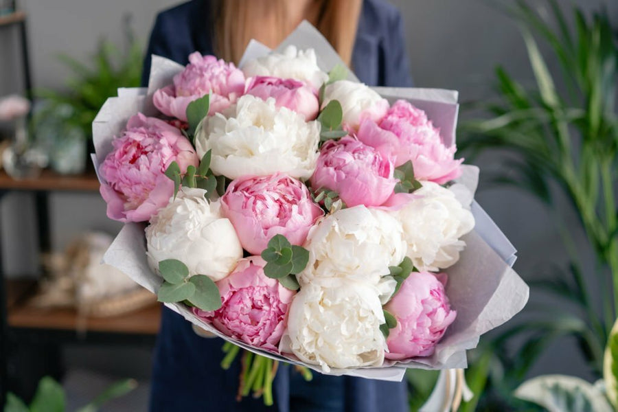 Same Day Peony Flower Delivery in Sydney