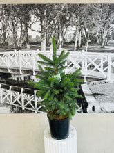 Load image into Gallery viewer, Potted Living Christmas Tree – Colorado Blue Spruce (Picea pungens) - 200ml
