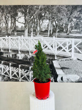 Load image into Gallery viewer, Potted Living Christmas Tree (Picea Glauca) - 200ml
