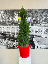 Load image into Gallery viewer, Potted Living Christmas Tree (Picea Glauca) - 300ml
