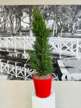 Load image into Gallery viewer, Potted Living Christmas Tree (Picea Glauca) - 250ml
