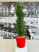 Load image into Gallery viewer, Potted Living Christmas Tree (Picea Glauca) - 250ml
