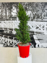 Load image into Gallery viewer, Potted Living Christmas Tree (Picea Glauca) - 250ml
