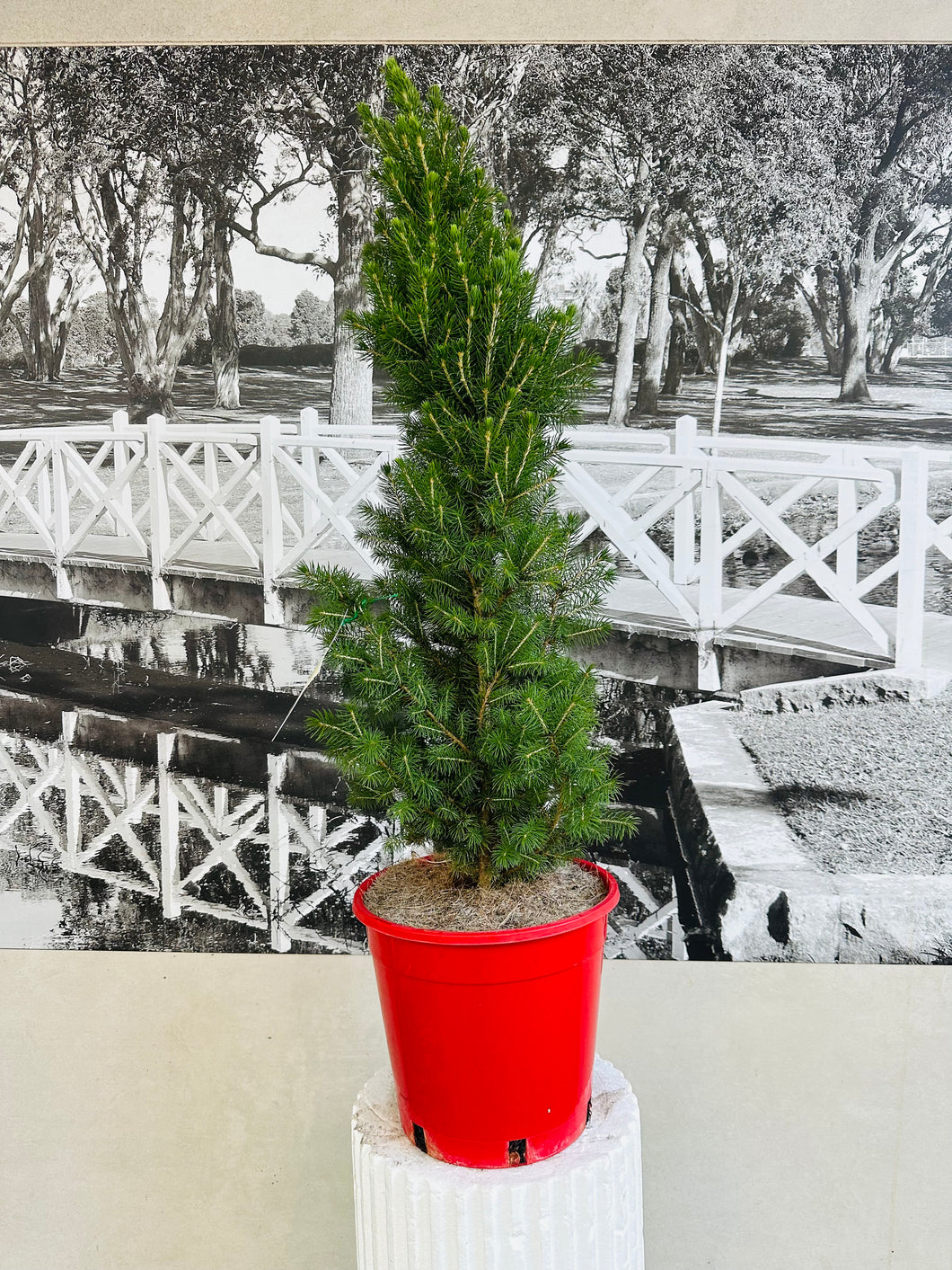 Potted Living Christmas Tree (Picea Glauca) - 250ml