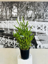 Load image into Gallery viewer, Potted Living Christmas Tree – Norway Spruce (Picea abies) 200ml
