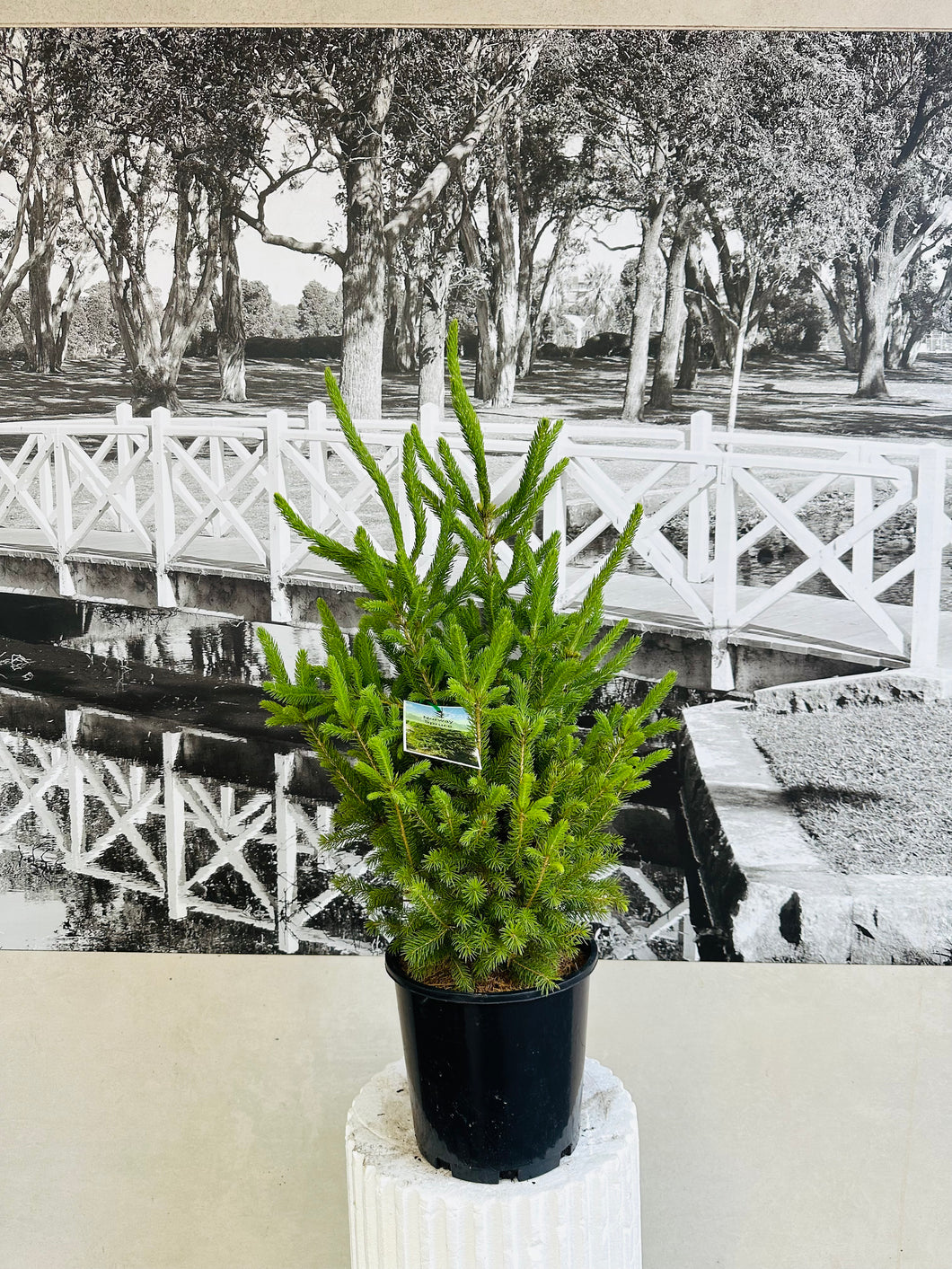 Potted Living Christmas Tree – Norway Spruce (Picea abies) 200ml