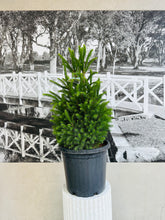 Load image into Gallery viewer, Potted Living Christmas Tree – Norway Spruce (Picea abies) 300ml

