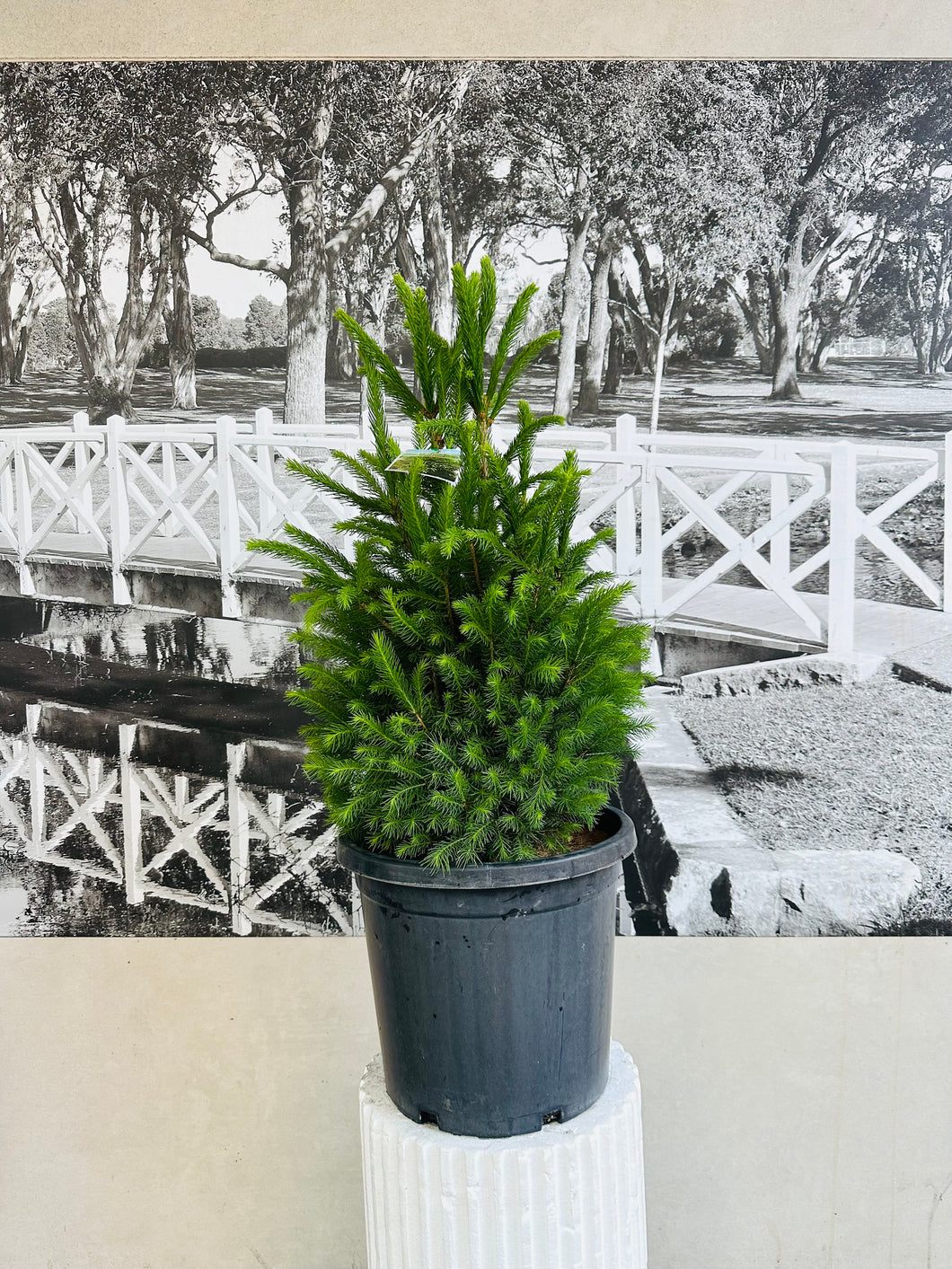 Potted Living Christmas Tree – Norway Spruce (Picea abies) 300ml