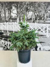 Load image into Gallery viewer, Potted Living Christmas Tree  – Colorado Blue Spruce (Picea pungens) 300ml
