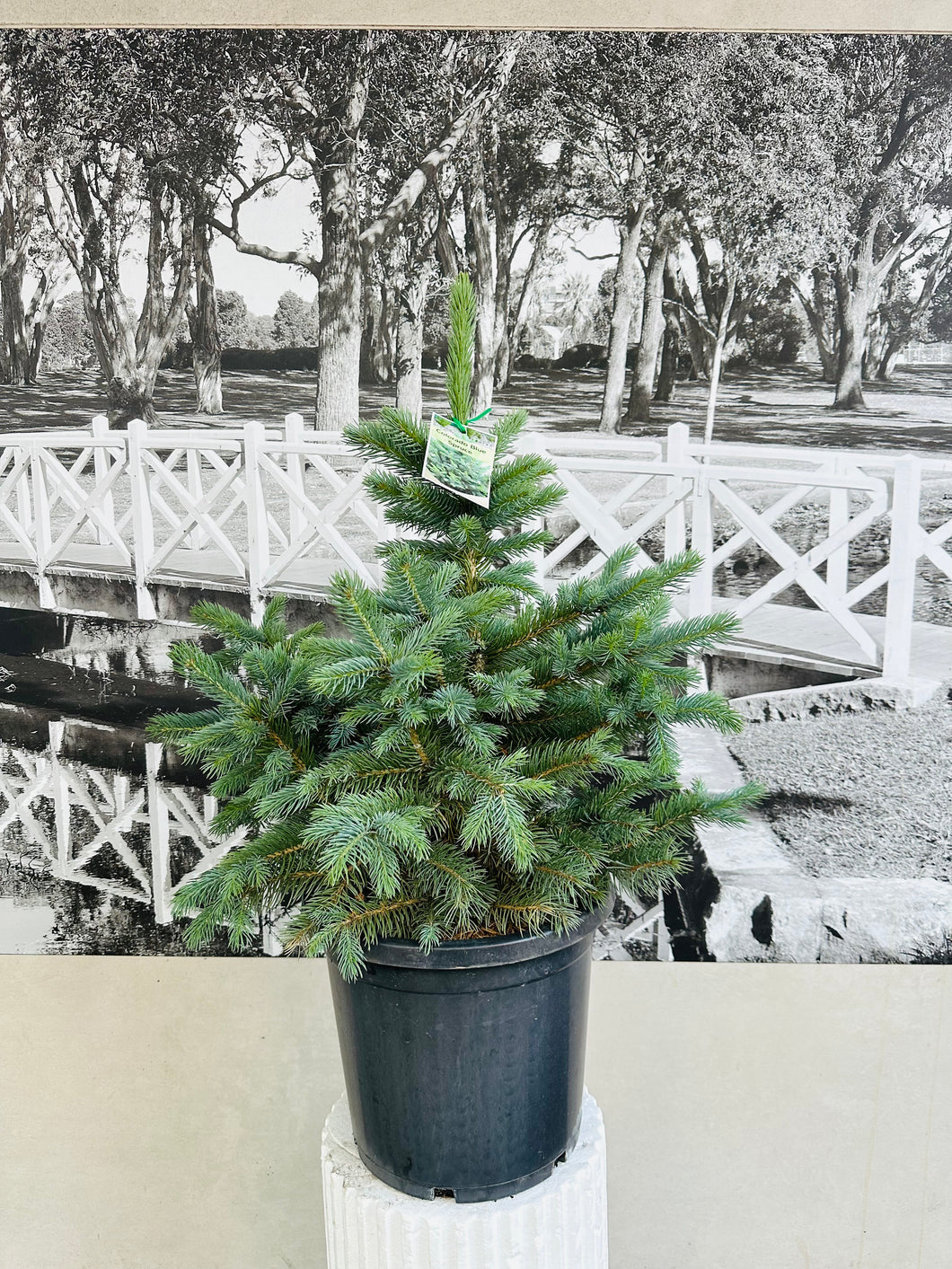 Potted Living Christmas Tree  – Colorado Blue Spruce (Picea pungens) 300ml