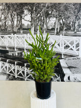 Load image into Gallery viewer, Potted Living Christmas Tree – Norway Spruce (Picea abies) 200ml
