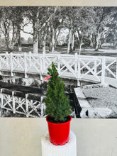 Load image into Gallery viewer, Potted Living Christmas Tree (Picea Glauca) - 200ml
