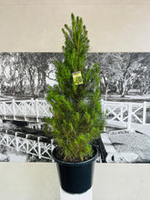 Load image into Gallery viewer, Potted Christmas Tree – Radiata Pine (Pinus radiata)- 400ml
