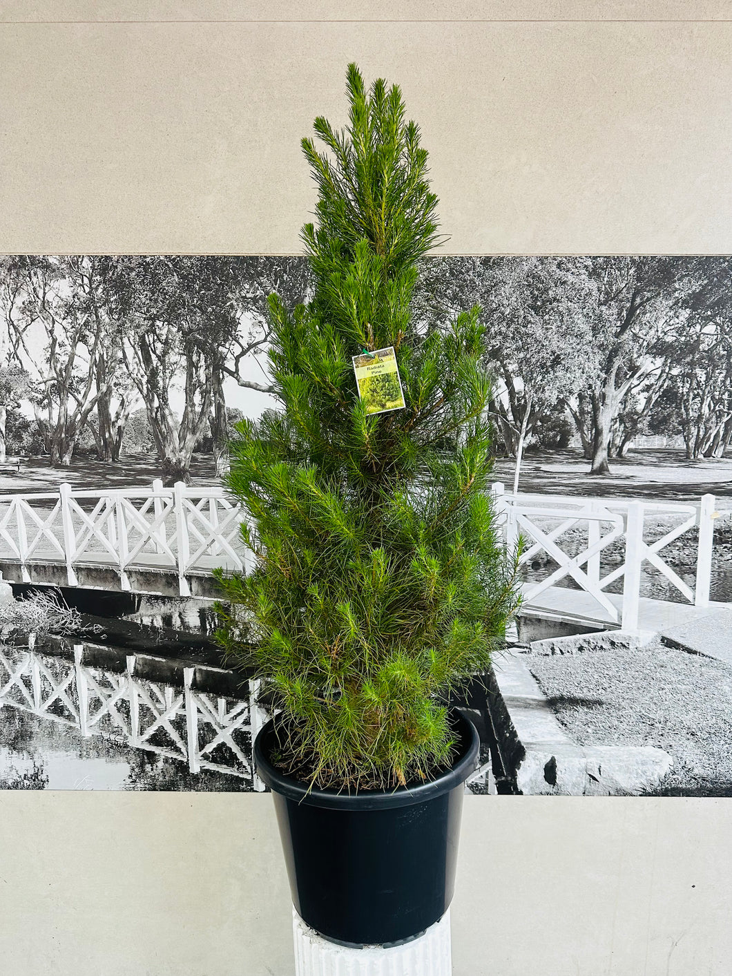Potted Christmas Tree – Radiata Pine (Pinus radiata)- 400ml