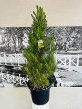 Load image into Gallery viewer, Potted Christmas Tree – Radiata Pine (Pinus radiata)- 400ml
