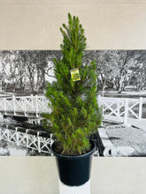 Load image into Gallery viewer, Potted Christmas Tree – Radiata Pine (Pinus radiata)- 400ml
