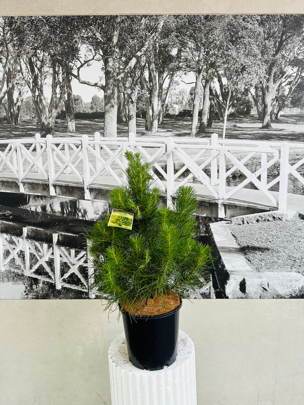 Potted Living Christmas Tree – Radiata Pine (Pinus radiata)- 200ml