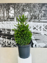 Load image into Gallery viewer, Potted Living Christmas Tree – Norway Spruce (Picea abies) 300ml
