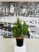 Load image into Gallery viewer, Potted Living Christmas Tree – Radiata Pine (Pinus radiata)- 200ml
