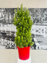 Load image into Gallery viewer, Potted Woolly Bush Christmas Tree- (Adenanthos sericeus)
