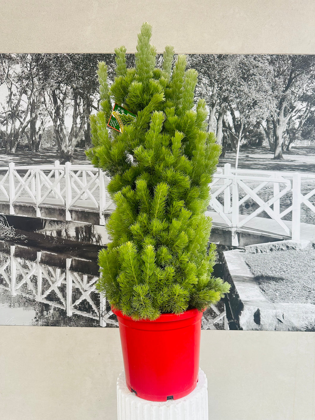 Potted Woolly Bush Christmas Tree- (Adenanthos sericeus)