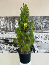 Load image into Gallery viewer, Potted Christmas Tree – Radiata Pine (Pinus radiata)- 400ml
