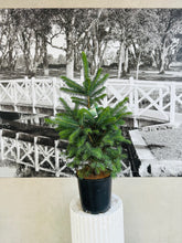 Load image into Gallery viewer, Potted Living Christmas Tree – Colorado Blue Spruce (Picea pungens) - 200ml
