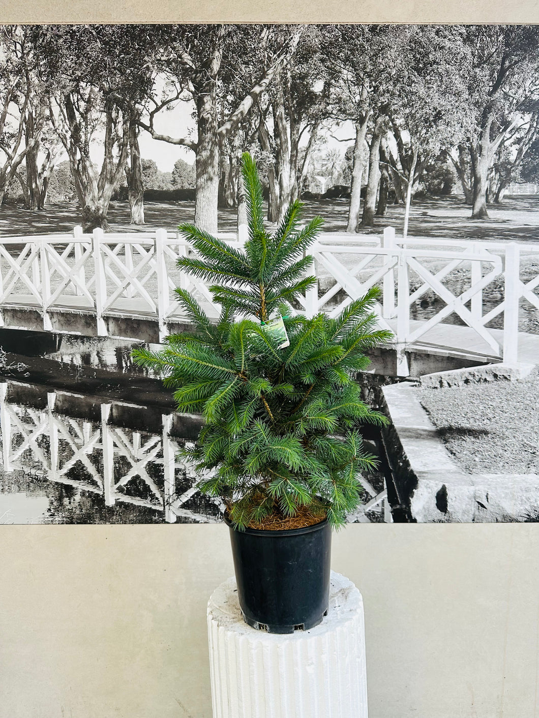 Potted Living Christmas Tree – Colorado Blue Spruce (Picea pungens) - 200ml