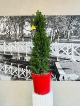 Load image into Gallery viewer, Potted Living Christmas Tree (Picea Glauca) - 300ml
