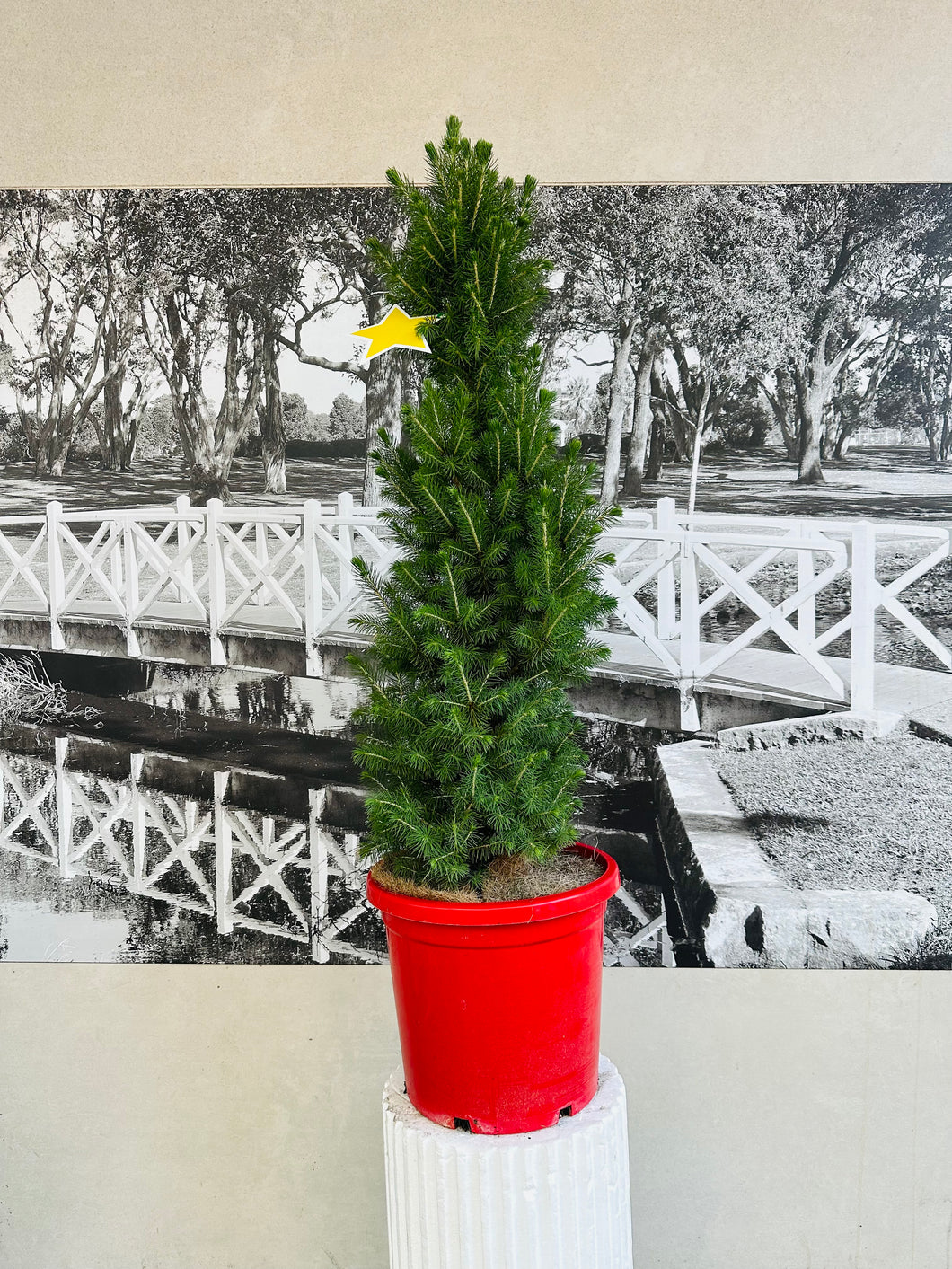 Potted Living Christmas Tree (Picea Glauca) - 300ml