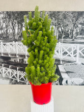 Load image into Gallery viewer, Potted Woolly Bush Christmas Tree- (Adenanthos sericeus)
