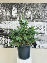 Load image into Gallery viewer, Potted Living Christmas Tree  – Colorado Blue Spruce (Picea pungens) 300ml
