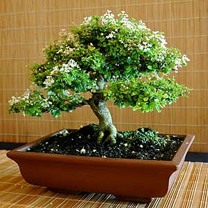 Bonsai