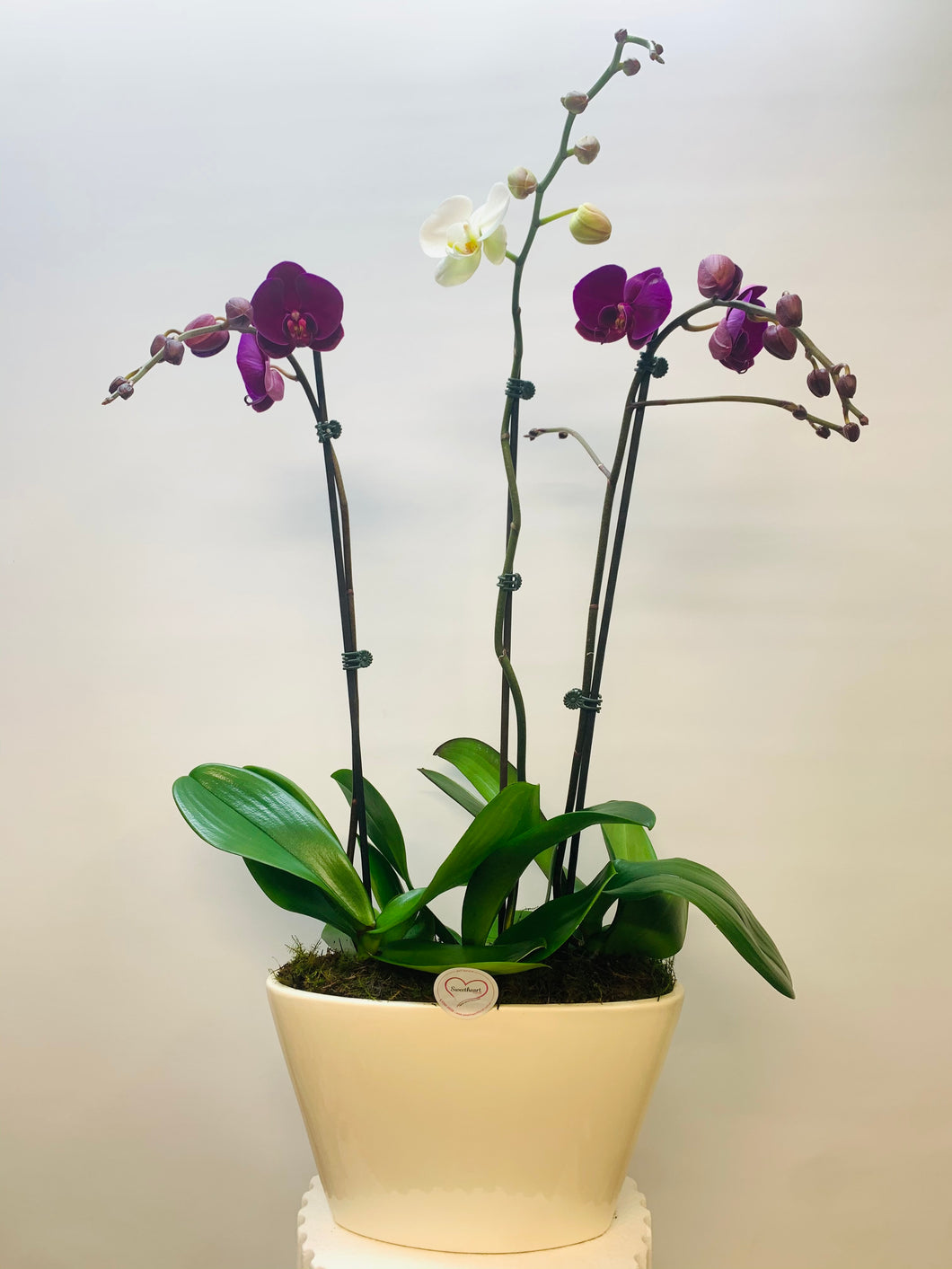 Triple Potted Orchid