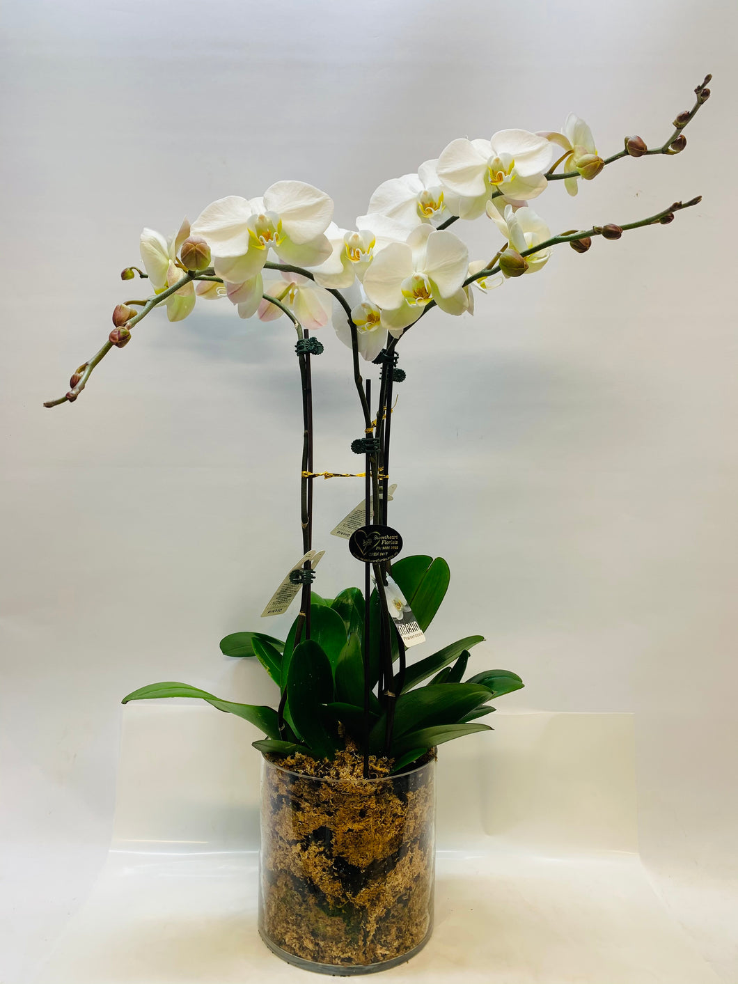 Quadrupole Orchid