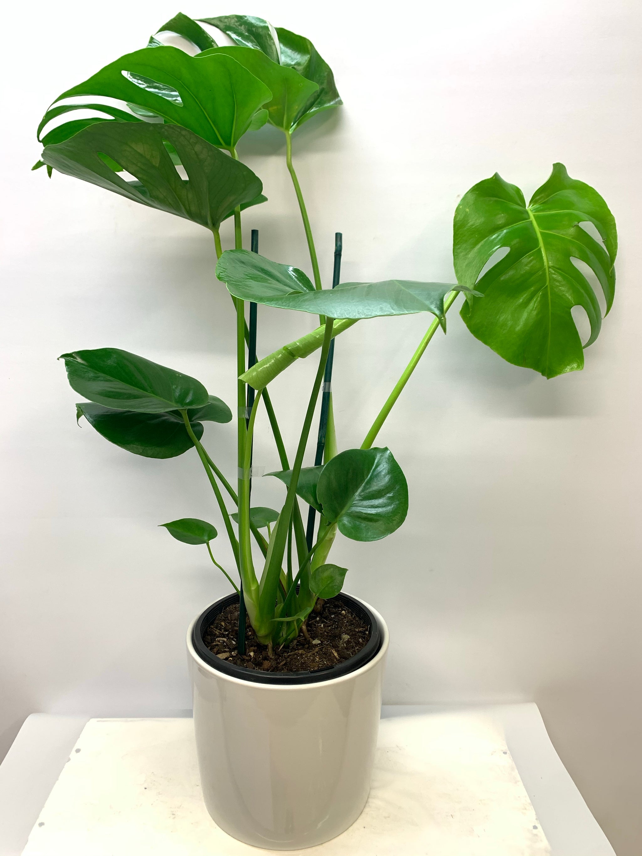 monstera plant sydney Monsteria Plant – Sweetheart Florist