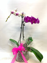 Load image into Gallery viewer, Double Orchid Plant
